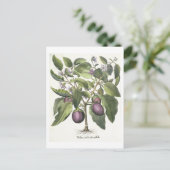 Eggplant: Melanzana fructu pallido uit de "Hor" Briefkaart (Staand voorkant)