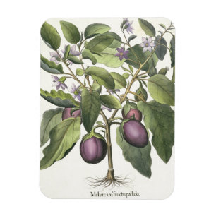 Eggplant: Melanzana fructu pallido uit de "Hor" Magneet