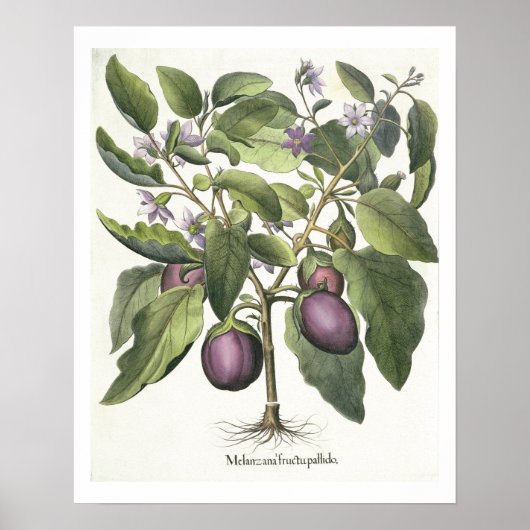 Eggplant: Melanzana fructu pallido uit de "Hor" Poster (Voorkant)