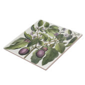Eggplant: Melanzana fructu pallido uit de "Hor" Tegeltje (Zijkant)