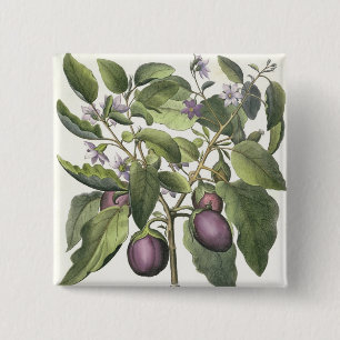 Eggplant: Melanzana fructu pallido uit de "Hor" Vierkante Button 5,1 Cm