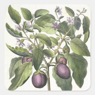 Eggplant: Melanzana fructu pallido uit de "Hor" Vierkante Sticker