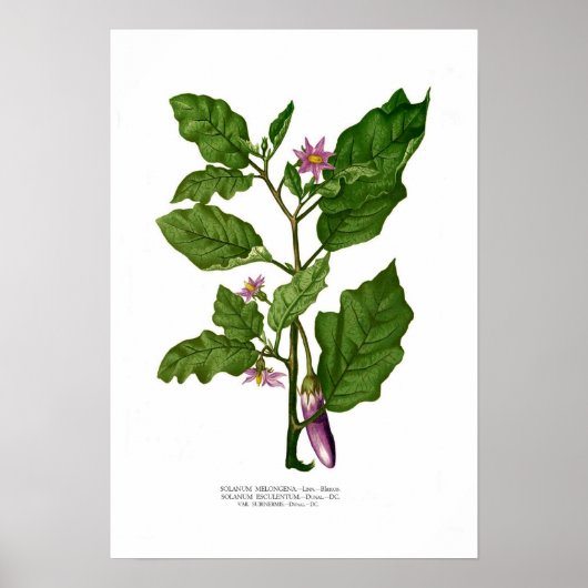 Eggplant Poster (Voorkant)