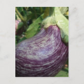 Eggplant Veggie Briefkaart (Voorkant)