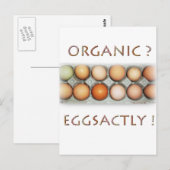 EGGSACTLY BRIEFKAART (Voorkant / Achterkant)