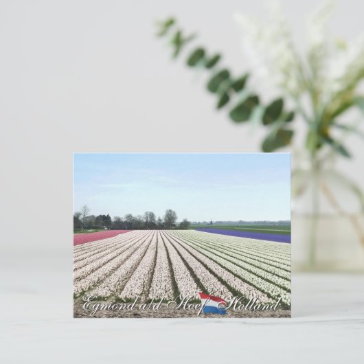 Egmond aan den Hoef Bulb Flowers Holland Briefkaar Briefkaart (Staand voorkant)