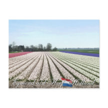 Egmond aan den Hoef Bulb Flowers Holland Briefkaar