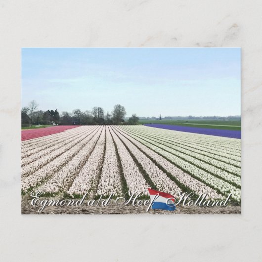 Egmond aan den Hoef Bulb Flowers Holland Briefkaar Briefkaart (Voorkant)