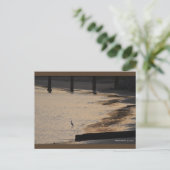Egret aan wal II | Blue Beach Song™-Briefkaart Briefkaart (Staand voorkant)