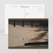 Egret aan wal II | Blue Beach Song™-Briefkaart Briefkaart (Voorkant / Achterkant)