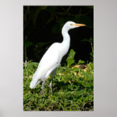 Egret Bird Poster (Voorkant)
