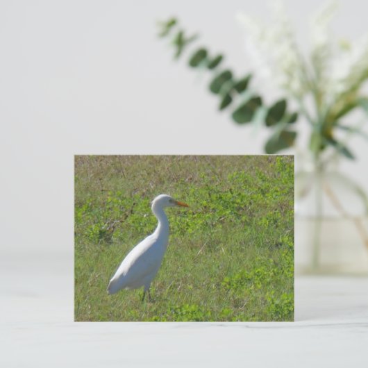 Egret Briefkaart (Staand voorkant)