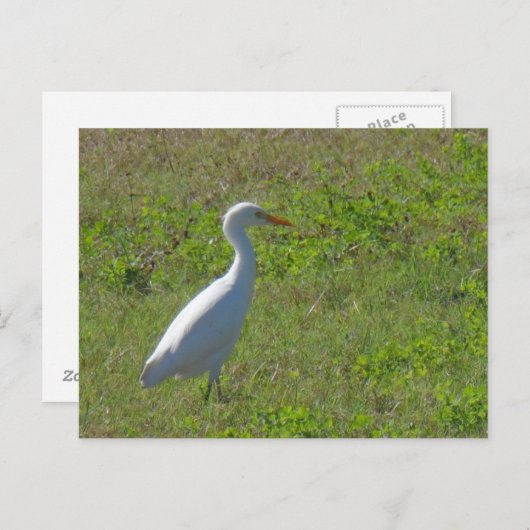 Egret Briefkaart (Voorkant / Achterkant)