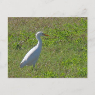 Egret Briefkaart