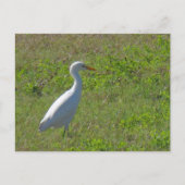 Egret Briefkaart (Voorkant)