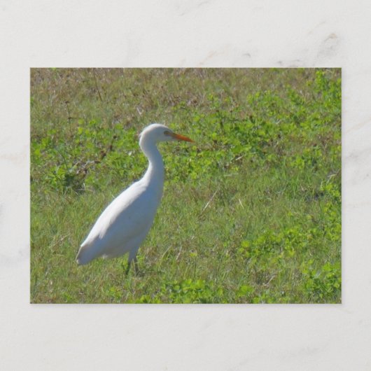 Egret Briefkaart (Voorkant)