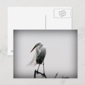 egret briefkaart (Voorkant / Achterkant)