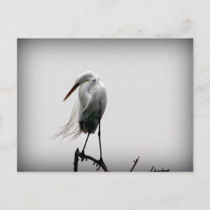 egret briefkaart