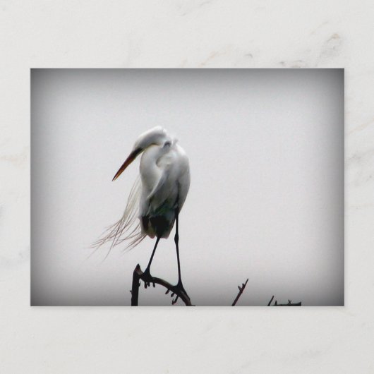 egret briefkaart (Voorkant)