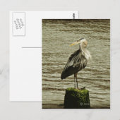 Egret Briefkaart (Voorkant / Achterkant)