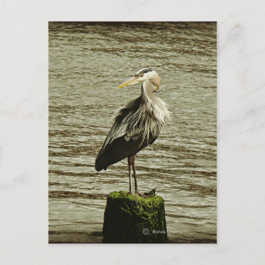 Egret Briefkaart (Voorkant)