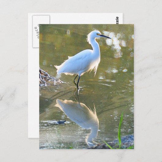 Egret briefkaart (Voorkant / Achterkant)