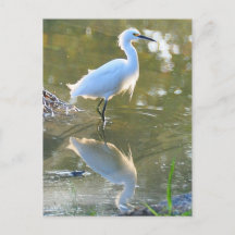 Egret briefkaart
