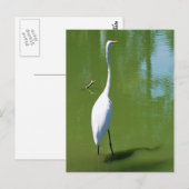 Egret Briefkaart (Voorkant / Achterkant)