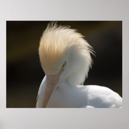 Egret die naar je Poster kijkt