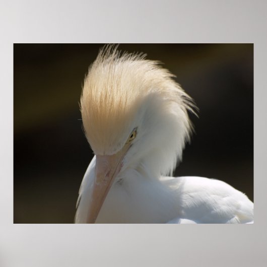 Egret die naar je Poster kijkt (Voorkant)