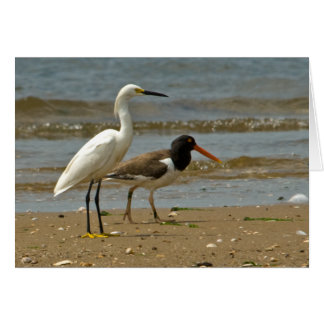 Egret- en Oystercatcher-kaart