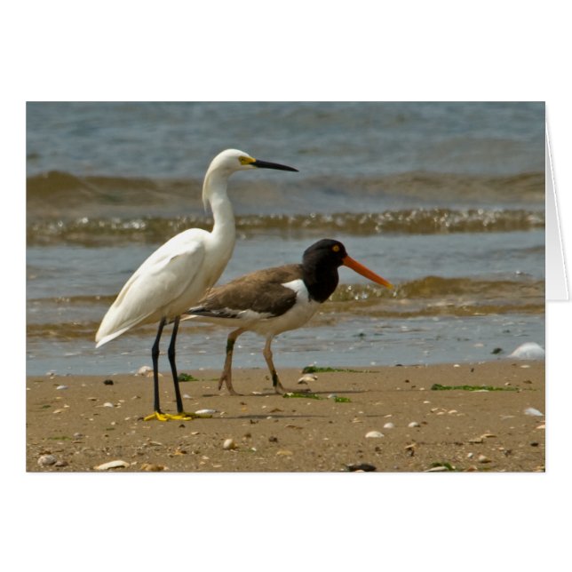 Egret- en Oystercatcher-kaart (Voorkant Horizontaal)