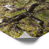 egret-groep poster (Hoek)