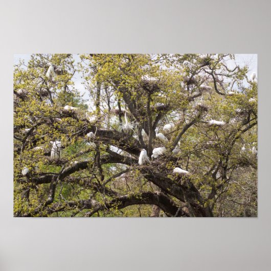 egret-groep poster (Voorkant)