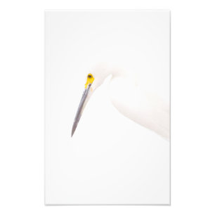 Egret headshot foto afdruk