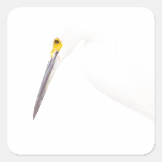 Egret headshot vierkante sticker (Voorkant)