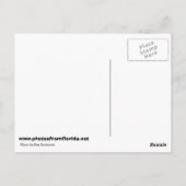 Egret in Bloom Briefkaart (Achterkant)