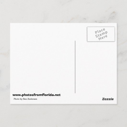 Egret in Bloom Briefkaart (Achterkant)