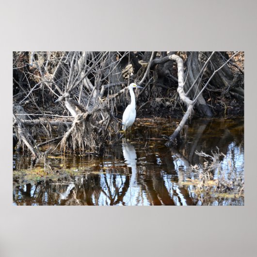Egret in Louisiana Bayou - Poster (Voorkant)