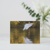 Egret in vlucht boven Golden vijver Briefkaart (Staand voorkant)