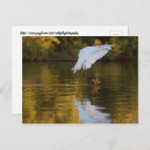 Egret in vlucht boven Golden vijver Briefkaart (Voorkant / Achterkant)