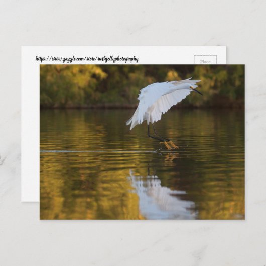 Egret in vlucht boven Golden vijver Briefkaart (Voorkant / Achterkant)