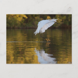 Egret in vlucht boven Golden vijver Briefkaart