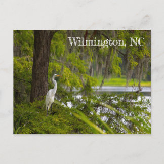 Egret in Wilmington, NC Briefkaart