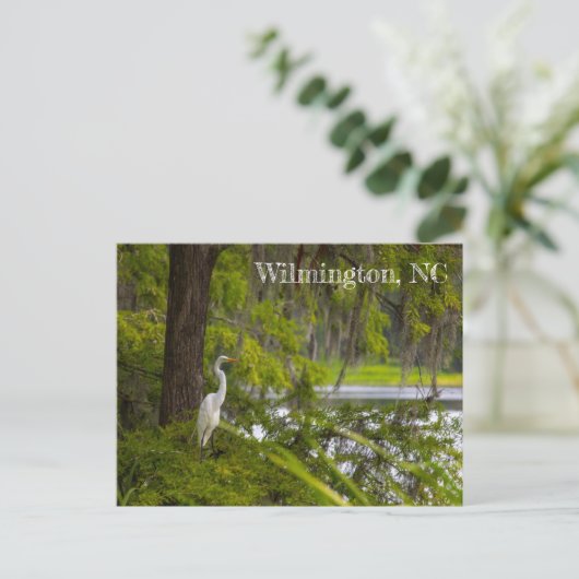 Egret in Wilmington, NC Briefkaart (Staand voorkant)