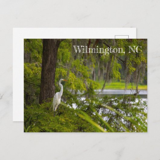 Egret in Wilmington, NC Briefkaart (Voorkant / Achterkant)