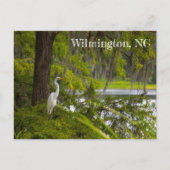 Egret in Wilmington, NC Briefkaart (Voorkant)