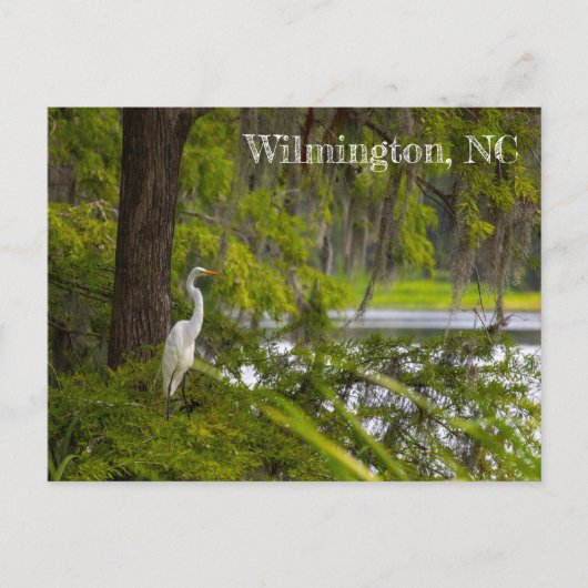 Egret in Wilmington, NC Briefkaart (Voorkant)