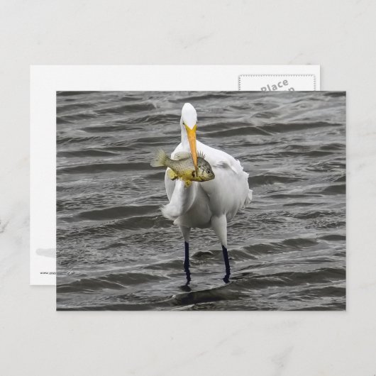 Egret met Lunch Briefkaart (Voorkant / Achterkant)