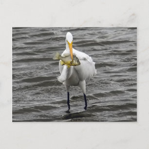 Egret met Lunch Briefkaart